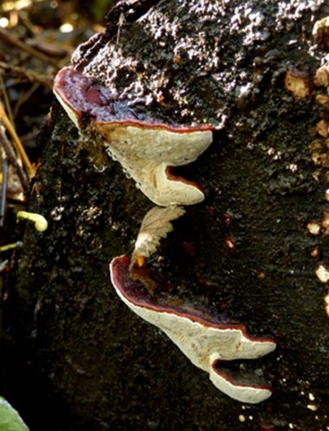 Maturing brackets with water exudations growing on a sawn pine log in Langdon Hills, Essex